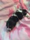 Basset Hound Puppies for sale in San Antonio, TX, USA. price: NA