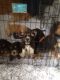 Basset Hound Puppies for sale in Buckley, MI 49620, USA. price: NA