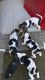 Basset Hound Puppies for sale in San Antonio, TX 78224, USA. price: NA