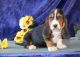 Basset Hound Puppies for sale in Jacksonville, FL, USA. price: NA