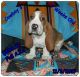 Basset Hound Puppies for sale in Wilkesboro, NC 28697, USA. price: NA