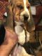 Basset Hound Puppies for sale in Stratford, CT, USA. price: NA