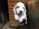 Basset Hound Puppies for sale in Beverly Hills, CA, USA. price: NA