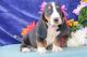 Basset Hound Puppies for sale in Mackville Harrodsburg Rd, Mackville, KY 40040, USA. price: NA