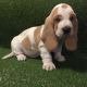 Basset Hound Puppies for sale in Dallas, TX 75207, USA. price: $500