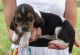 Basset Hound Puppies for sale in Houston, TX, USA. price: $400
