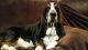 Basset Hound Puppies for sale in Pilot Rock, OR, USA. price: $1,500