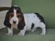 Basset Hound Puppies for sale in Denver, CO, USA. price: $400