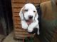 Basset Hound Puppies for sale in Sherard, MS 38669, USA. price: $580