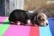 Basset Hound Puppies for sale in Sherard, MS 38669, USA. price: $600