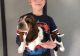 Basset Hound Puppies for sale in Portland, OR, USA. price: $400