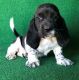 Basset Hound Puppies for sale in Los Angeles, CA, USA. price: $400