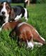 Basset Hound Puppies for sale in Birmingham, AL, USA. price: $400
