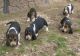 Basset Hound Puppies for sale in Burlington, VT, USA. price: NA