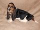Basset Hound Puppies for sale in Panama City, FL, USA. price: NA