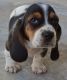 Basset Hound Puppies for sale in Eugene, OR, USA. price: $500
