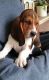 Basset Hound Puppies for sale in Reno, NV, USA. price: $500