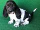 Basset Hound Puppies for sale in Dallas, TX, USA. price: $400