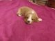Basset Hound Puppies for sale in Terre Haute, IN, USA. price: $700