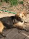 Basset Hound Puppies for sale in Harriman, TN 37748, USA. price: NA