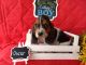 Basset Hound Puppies for sale in Boise, ID, USA. price: $950
