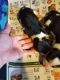 Basset Hound Puppies for sale in Benson, NC 27504, USA. price: $500