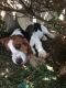 Basset Hound Puppies for sale in Lancaster, KY 40444, USA. price: NA