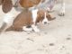 Basset Hound Puppies for sale in Pueblo West, CO, USA. price: $600