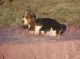 Basset Hound Puppies for sale in SC-9, Chester, SC, USA. price: NA