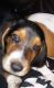 Basset Hound Puppies for sale in North Wilkesboro, NC, USA. price: $600