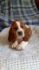 Basset Hound Puppies for sale in Wilkesboro, NC, USA. price: $650