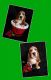 Basset Hound Puppies for sale in Indianapolis, IN 46201, USA. price: NA