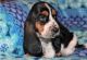 Basset Hound Puppies for sale in Lowell, MA 01851, USA. price: NA