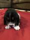 Basset Hound Puppies for sale in Meade County, KY, USA. price: $450