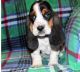 Basset Hound Puppies for sale in Buechel, KY 40218, USA. price: NA