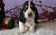 Basset Hound Puppies for sale in Detroit, MI 48219, USA. price: NA