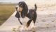 Basset Hound Puppies for sale in Albuquerque, NM 87125, USA. price: NA