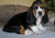 Basset Hound Puppies for sale in Mountain Brook, AL 35209, USA. price: $500