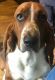 Basset Hound Puppies for sale in North Wilkesboro, NC, USA. price: $400