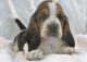 Basset Hound Puppies for sale in Harrisburg, PA, USA. price: NA