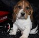 Basset Hound Puppies for sale in Indianapolis, IN 46283, USA. price: $400