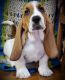 Basset Hound Puppies for sale in Hutchinson, KS, USA. price: $600
