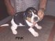 Basset Hound Puppies for sale in Lexington, KY, USA. price: NA