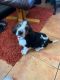 Basset Hound Puppies for sale in Colorado Springs, CO 80903, USA. price: $450