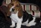 Basset Hound Puppies for sale in Denver, CO, USA. price: $500