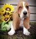Basset Hound Puppies for sale in Huntsville, AL, USA. price: $500