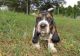 Basset Hound Puppies for sale in Eugene, OR, USA. price: $600