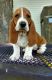 Basset Hound Puppies for sale in Albuquerque, NM, USA. price: $600