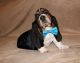 Basset Hound Puppies for sale in Warren, MI, USA. price: NA