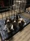 Basset Hound Puppies for sale in Spring, TX 77373, USA. price: NA